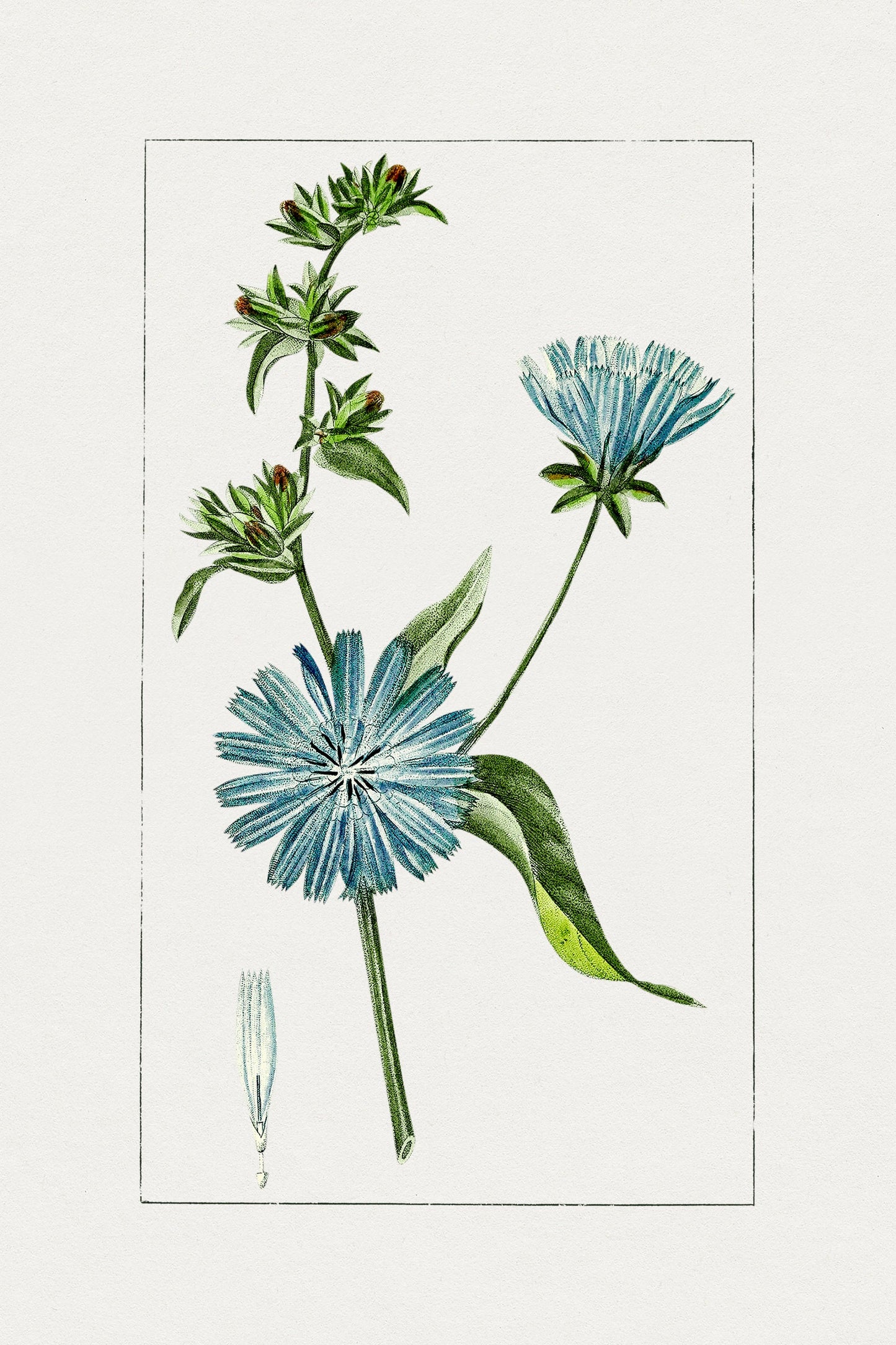 Hand drawn blue chicory Print | Flower Wall Art | Botanical Prints | Vintage Botanical Art | Tropical Flower Prints | Blue Flower Wall Art