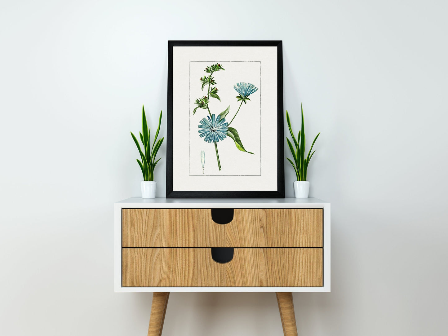 Hand drawn blue chicory Print | Flower Wall Art | Botanical Prints | Vintage Botanical Art | Tropical Flower Prints | Blue Flower Wall Art