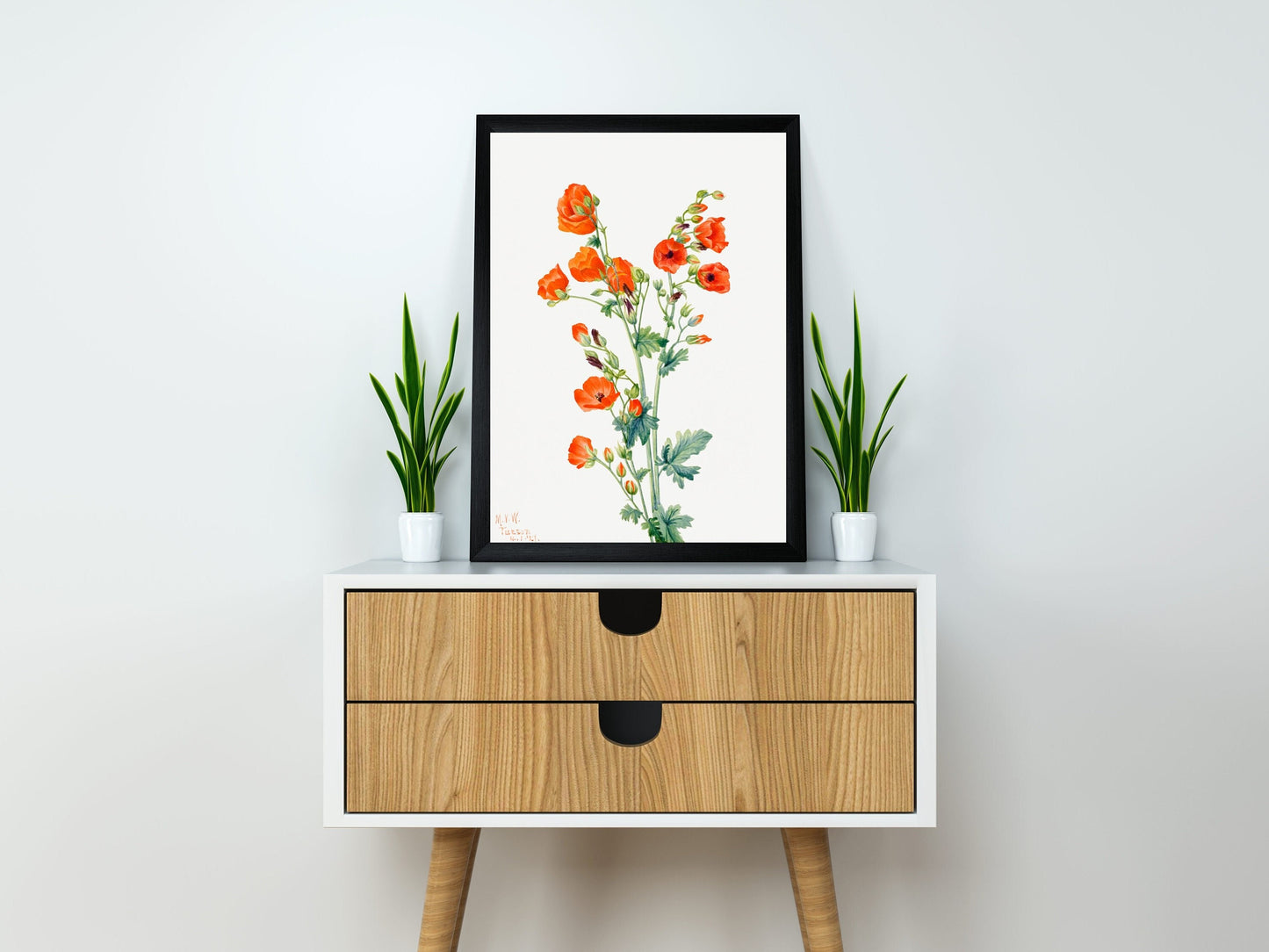 Scarlet Globe Mallow (Sphaeralcea grossulariaefolia) (1927) by Mary Vaux Walcott | Flower Wall Art | Orange Flower Print | Flower Poster