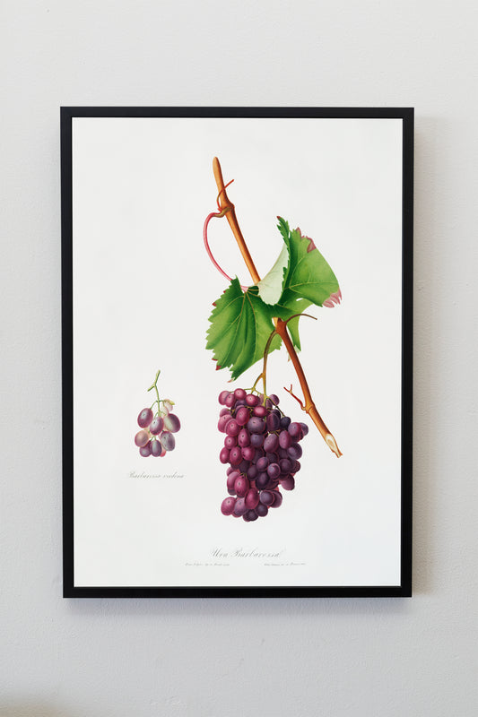 Vintage Grape Illustration Poster Print Wall Hanging Decor A4 A3 A2