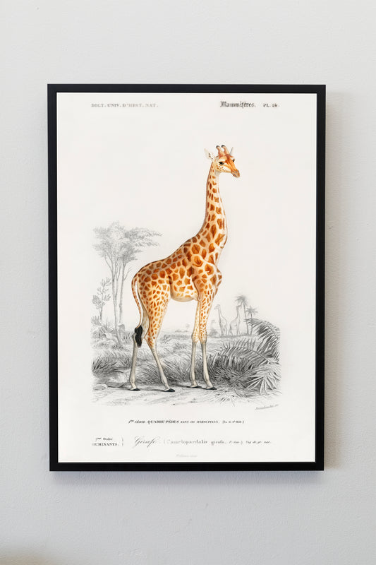 Giraffe Poster Print Wall Hanging Decor