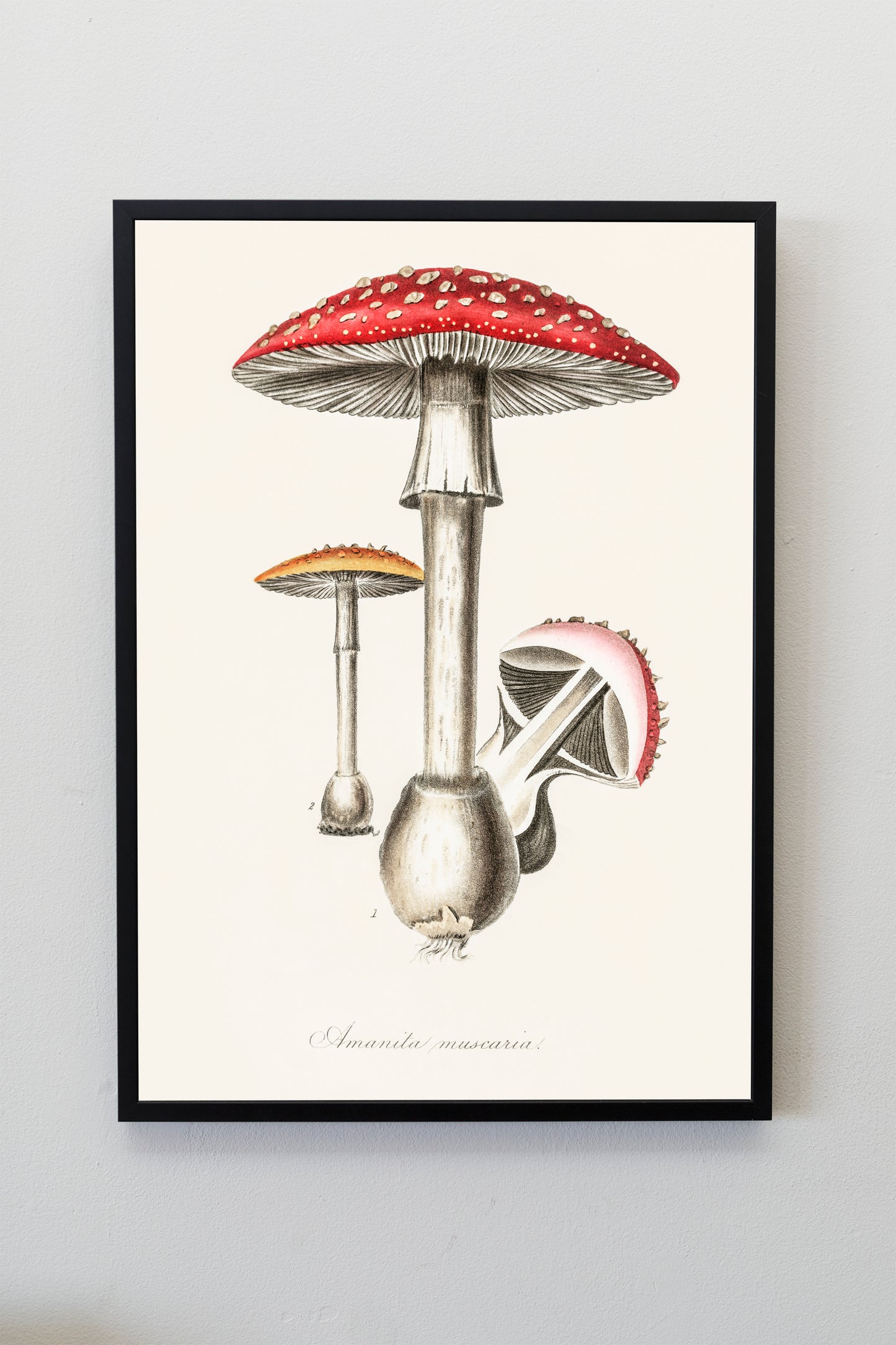 Fly agaric (Amanita muscaria) Fungi poisonous Mushroom Poster Print Wall Hanging Decor A4 A3 A2