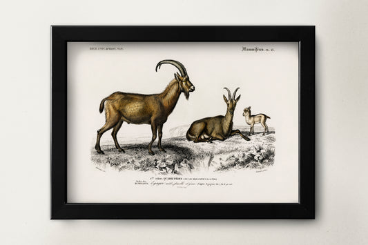 Wild Goat Poster Print Wall Hanging Decor