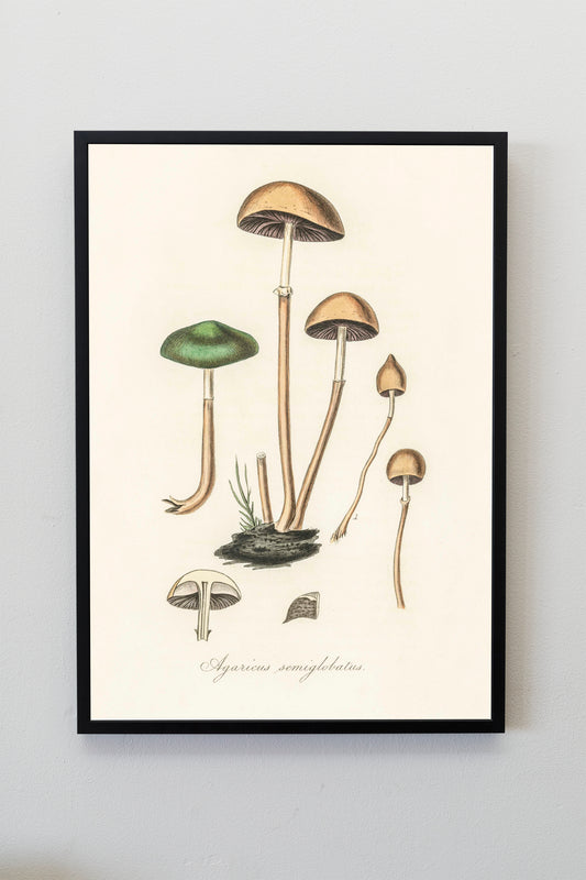 Mushroom fungi Art vintage illustration Poster Wall Hanging Decor