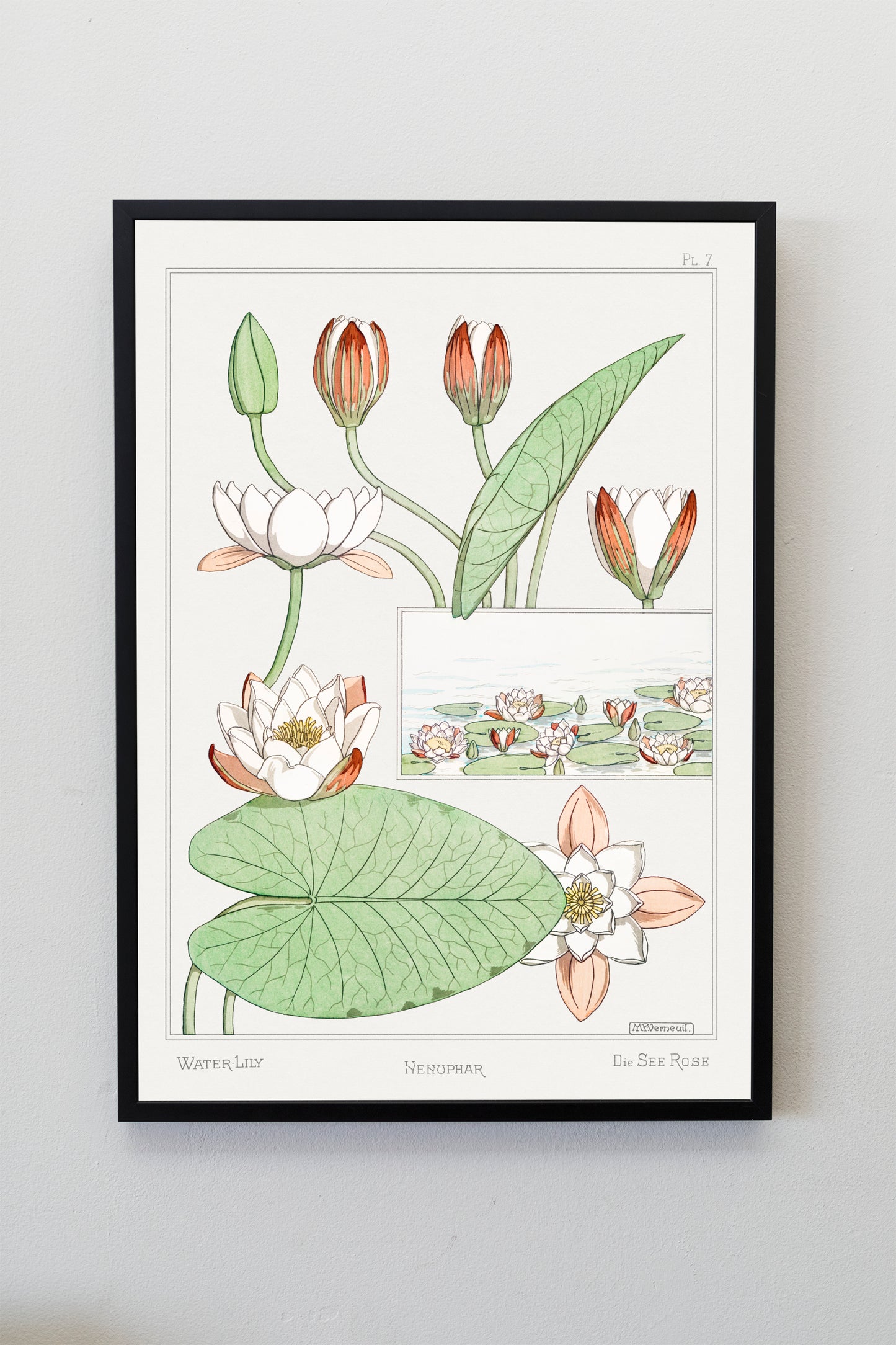 Water Lily Illustration by Maurice Pillard Verneuil | Botanical Illustration | Flower Wall Art | Botanical Poster | Nature Lover Gift | Lily