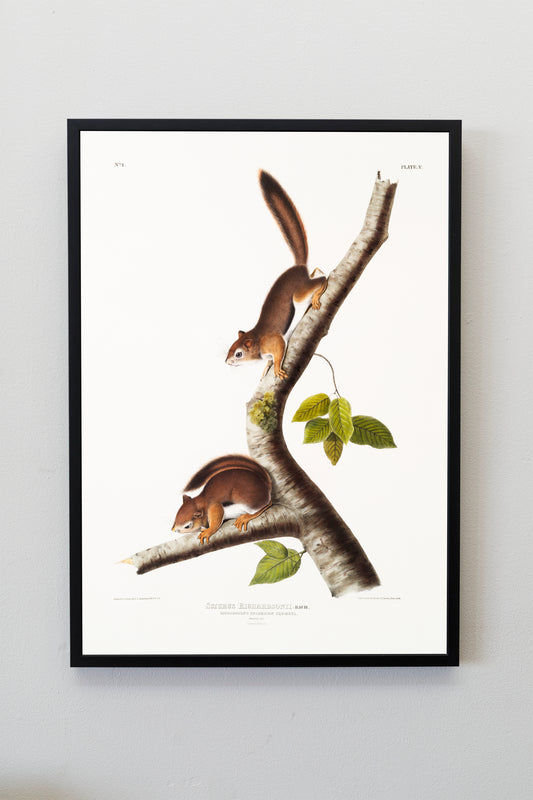 Illustration of Columbian Squirrel Poster Print Wall Hanging Decor A4 A3 A2