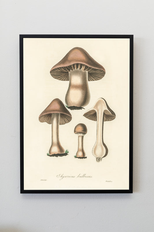 Mushroom Fungi Poster Print Wall Hanging Decor A4 A3 A2