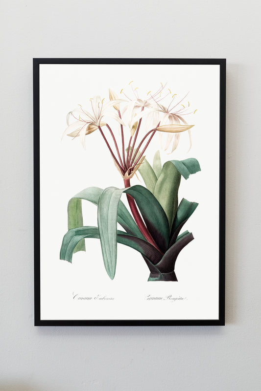 Crinum erubescens flower illustration from Les liliacées (1805) by Pierre-Joseph Redouté Poster Print Wall Hanging Decor A4 A2 A3