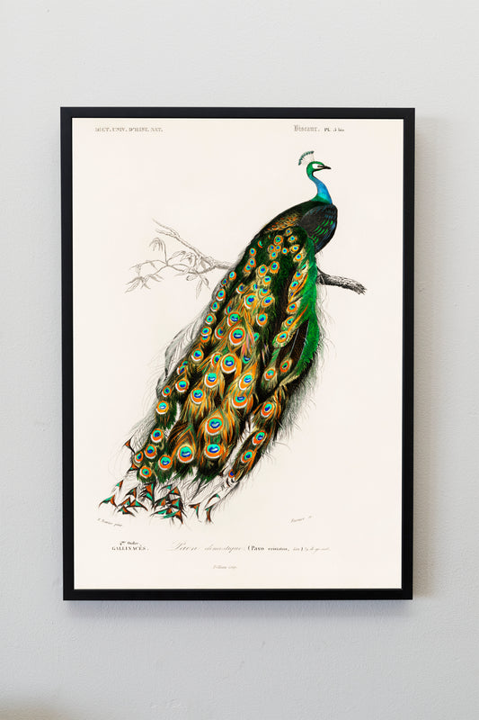 Peacock Bird Poster Print Wall Hanging Decor