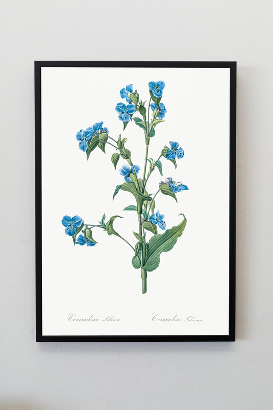 Commelina tuberosa flower illustration Poster Print Wall Hanging Decor