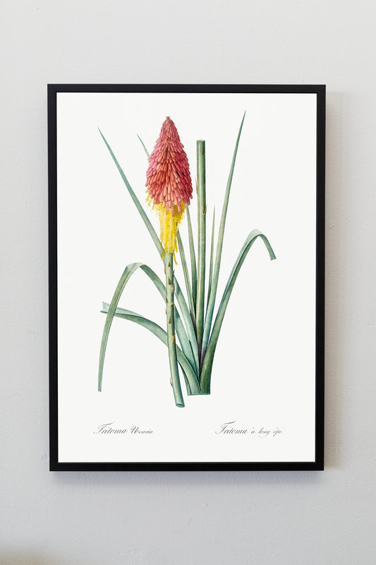 Tritoma Flower Illustration Poster Print Wall Hanging Decor