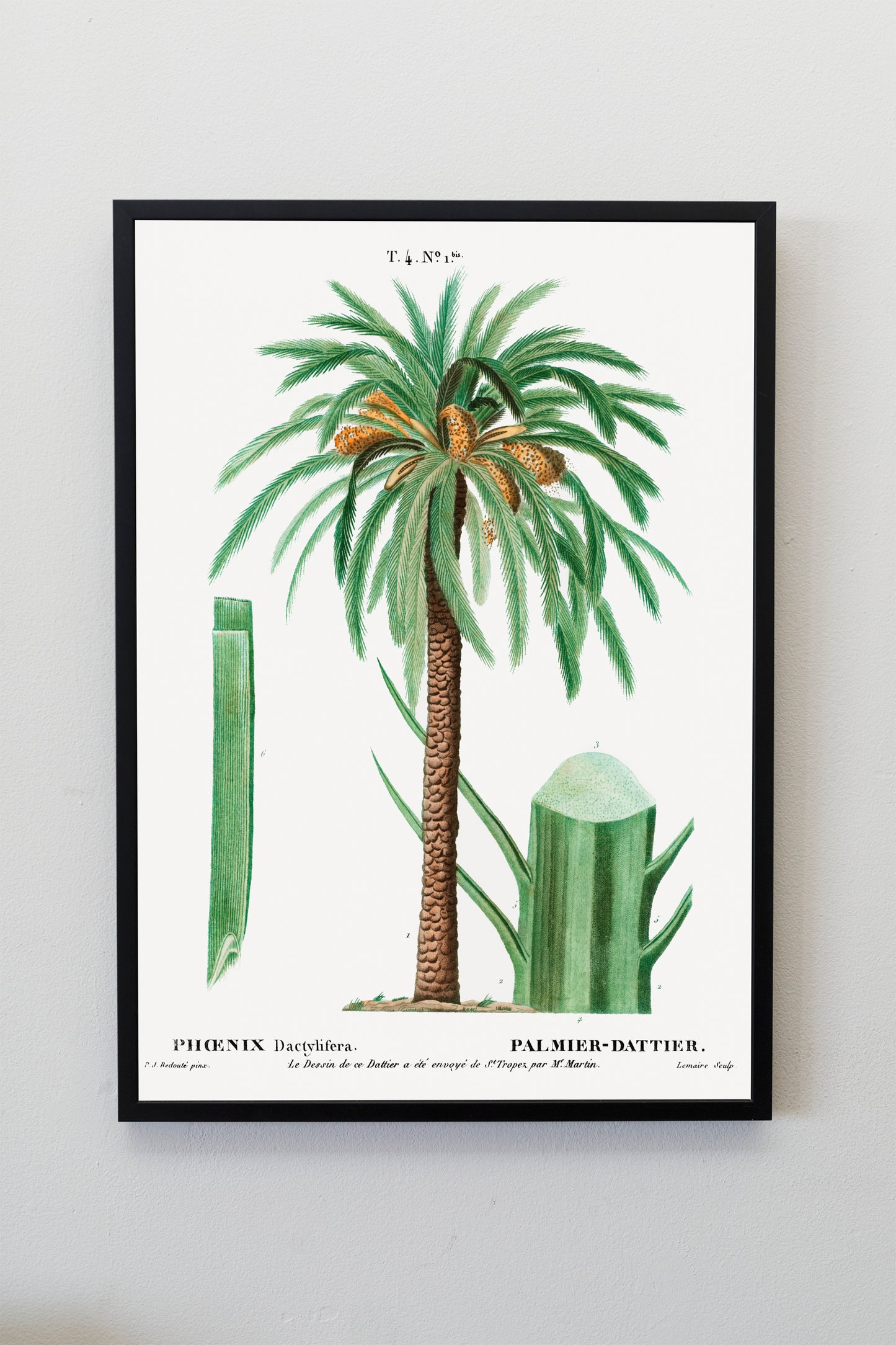 Palm Tree Art Print | Botanical Print | Tropical Wall Art | Botanical Art Poster | Palm Leaves Illustration | Date Palm Home Décor |