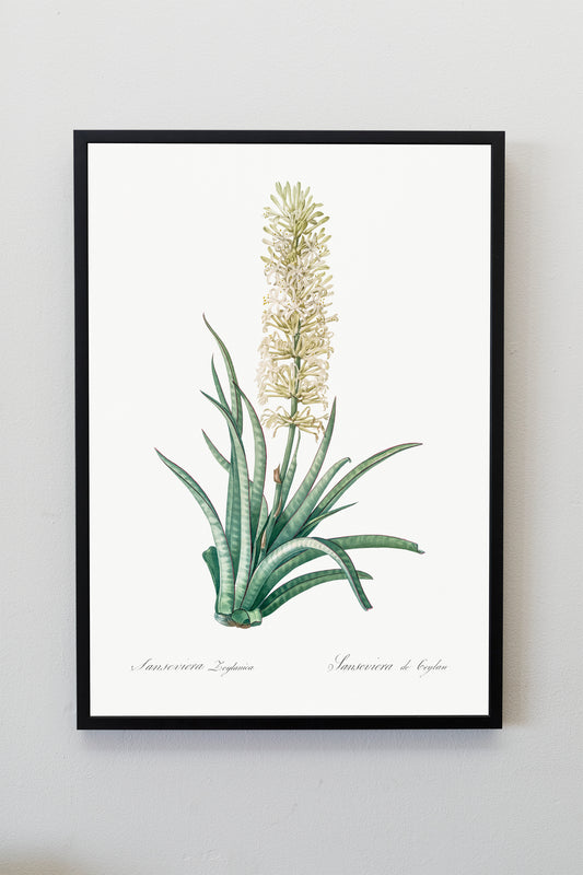 Snake plant illustration Poster Print Wall Hanging Decor