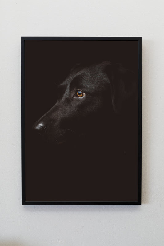 Black Labrador Retriever Dog | Dog Wall Art | Pet Portraits | Dog Posters | Dog Prints | Gift for dog lover | Gift for animal lover