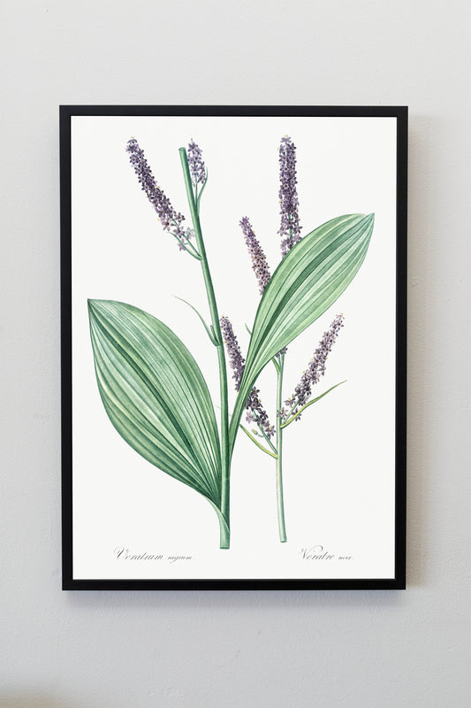 Black false hellebore flower illustration Poster Print Wall Hanging Decor