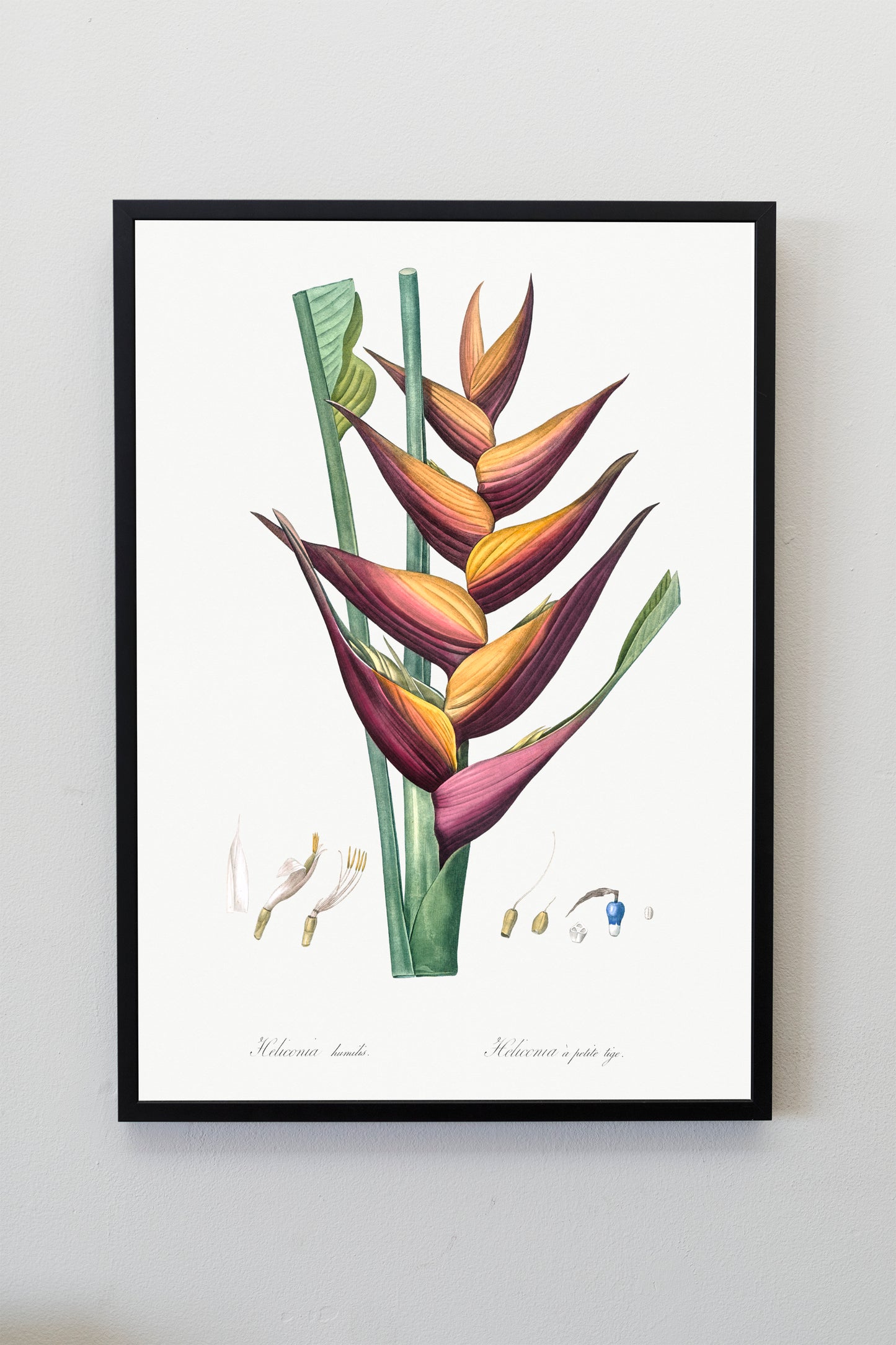 Parrot heliconia flower illustration Poster Print Wall Hanging Decor