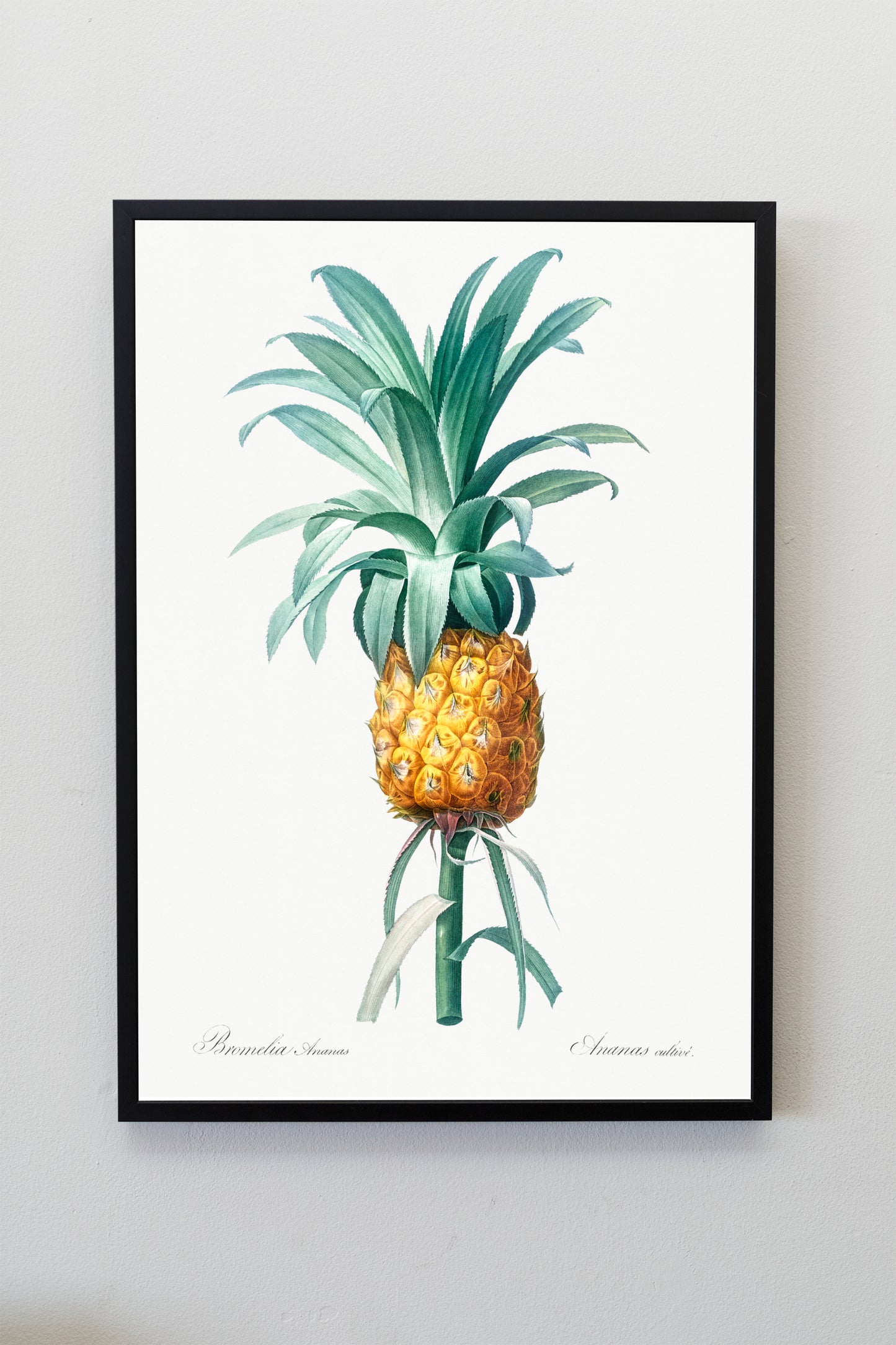 Pineapple illustration from Les liliacées (1805) by Pierre-Joseph Redouté Poster Print Wall Hanging Decor