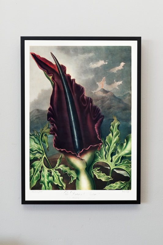 The Dragon Arum Flower Plant Botanical Poster Print Wall Hanging Decor