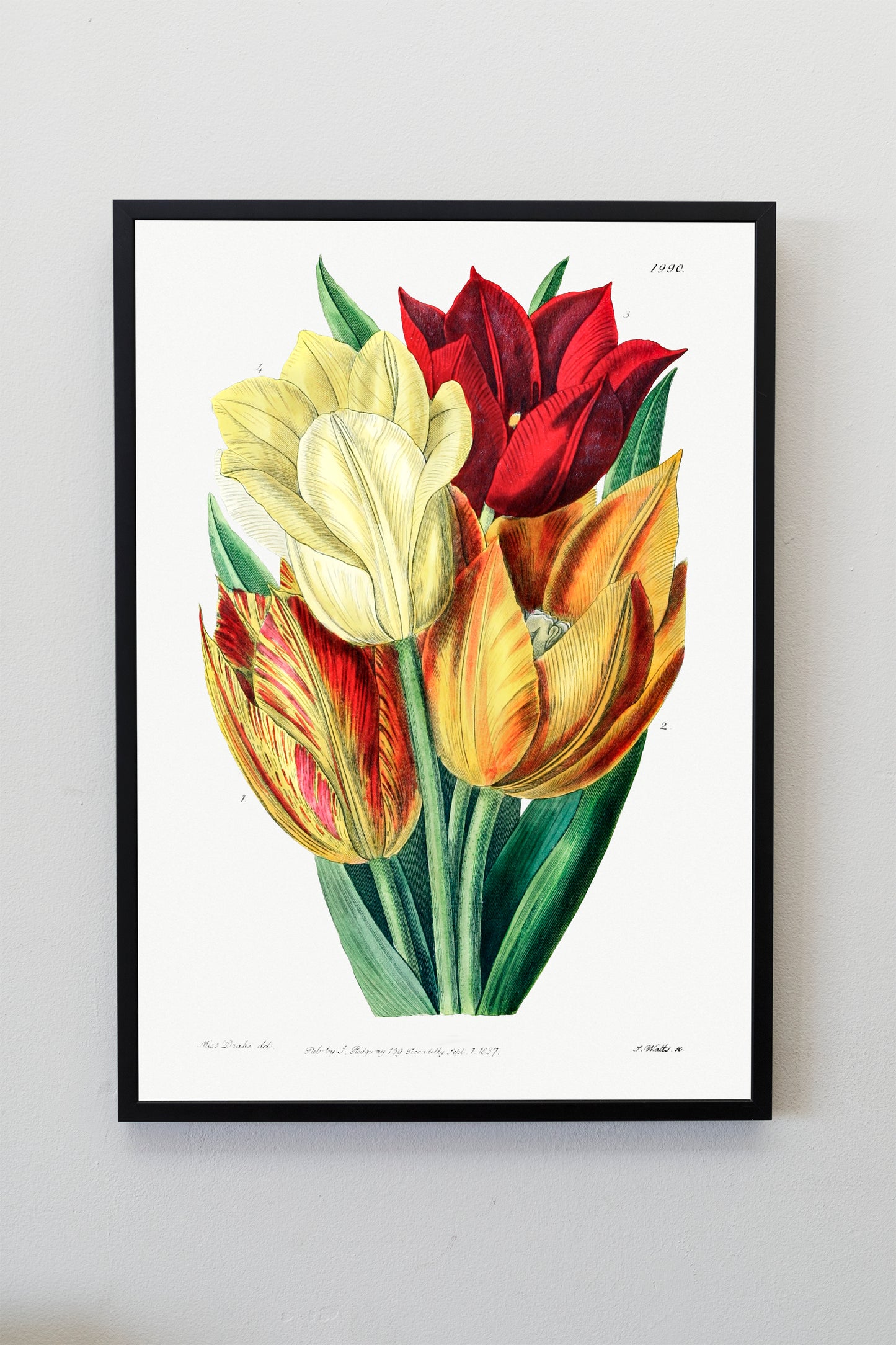 Rough stemmed tulip Illustration Poster Print Wall Hanging Decor A4 A3 A2