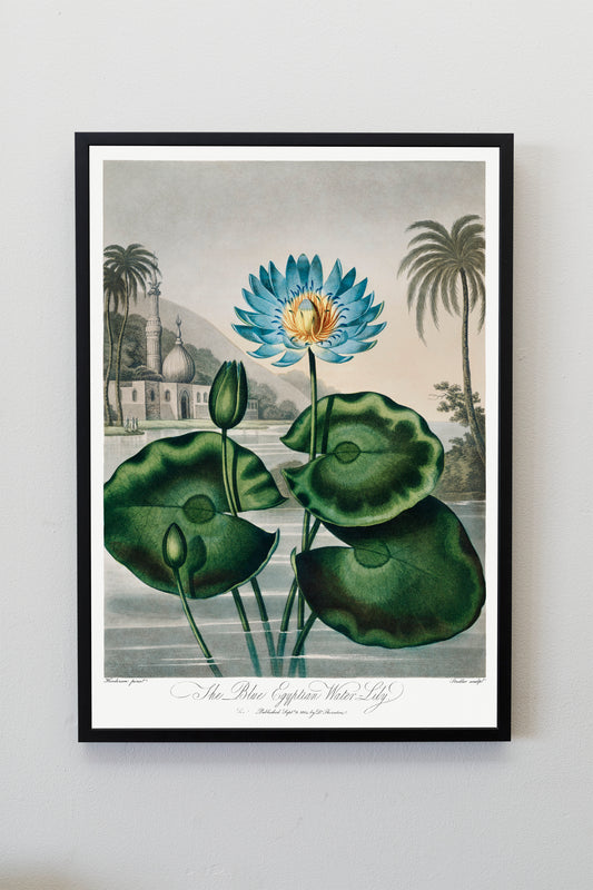 The Blue Egyptian Water Lily Plant Flower Botanical Poster Print Wall Hanging Decor