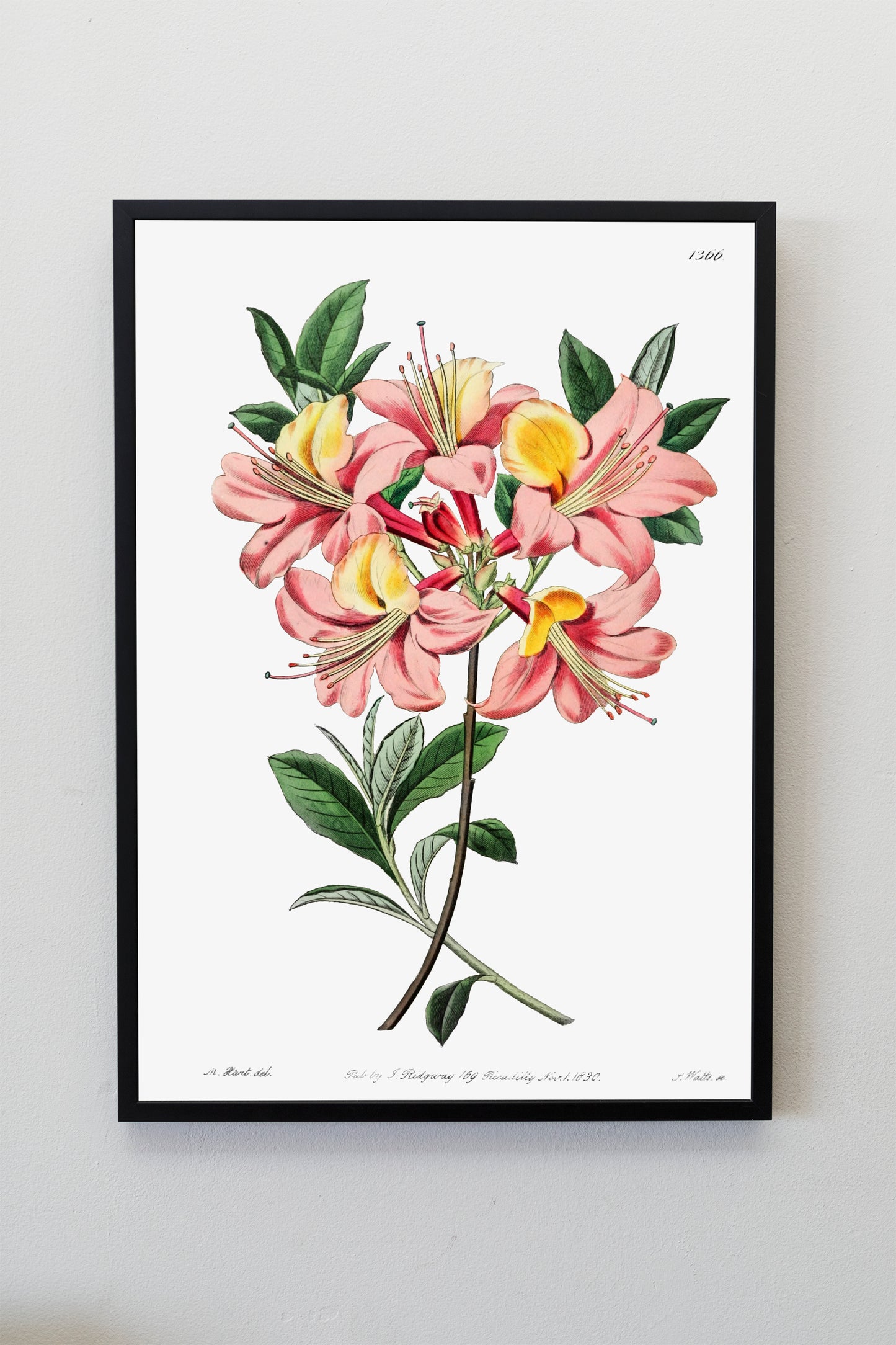 Changeable pontic azalea Flower Illustration Poster Illustration Print Wall Hanging Decor A4 A3 A2