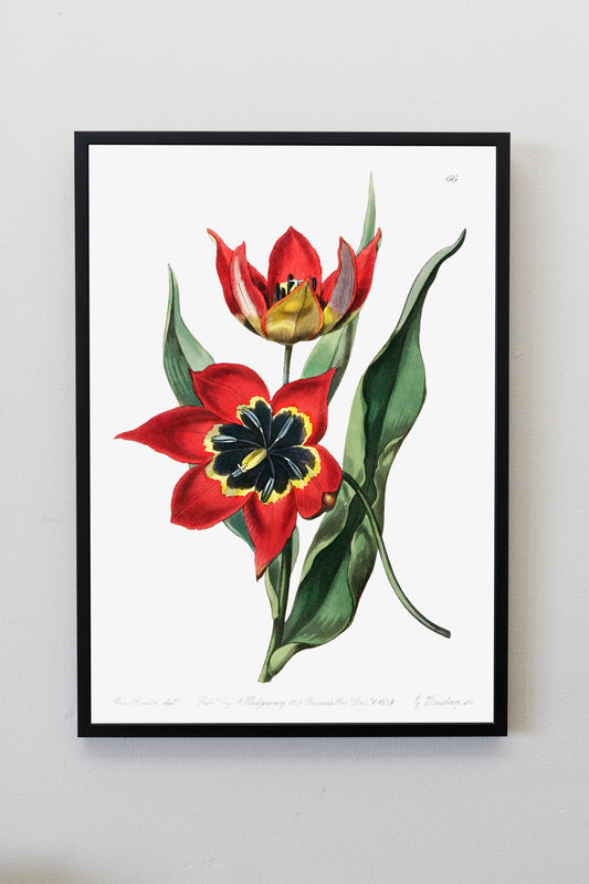 Strong smelling tulip Flower Illustration Poster Print Wall Hanging Decor A4 A3 A2