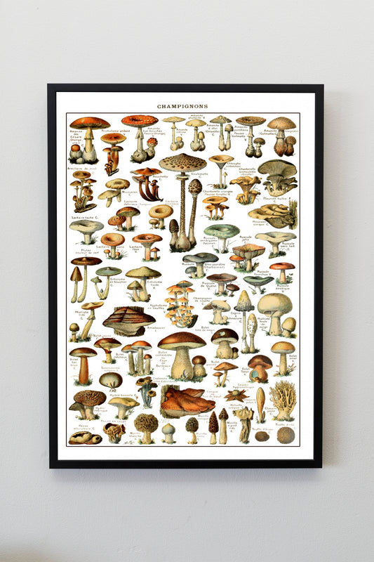 Mushrooms Prints Fungi Art Chart of Mushroom varieties Illustration Adolphe Milot Poster Print Wall Hanging Decor A4 A3 A2