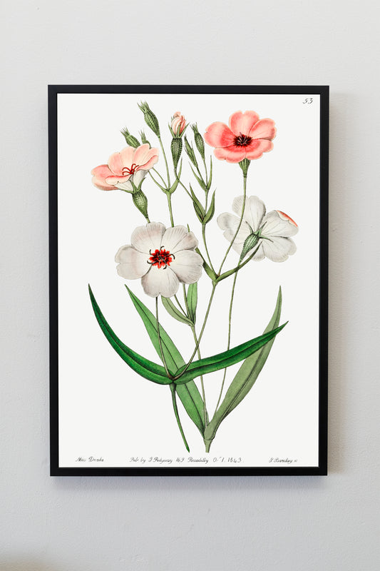 Dark-eyed viscaria Flower Illustration Poster Illustration Print Wall Hanging Decor A4 A3 A2