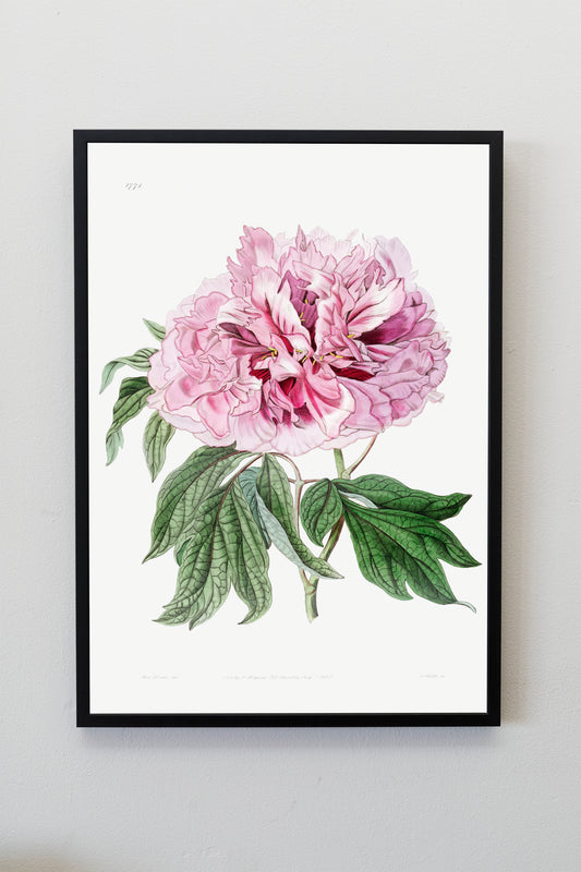 Double red curled tree peony Flower Illustration Poster Print Wall Hanging Decor A4 A3 A2