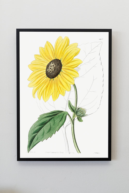 Californian Sunflower Flower Illustration Poster Print Wall Hanging Decor A4 A3 A2