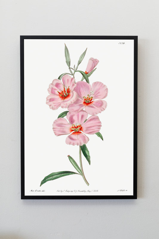 Ruddy godetia Flower Illustration Poster Print Wall Hanging Decor A4 A3 A2