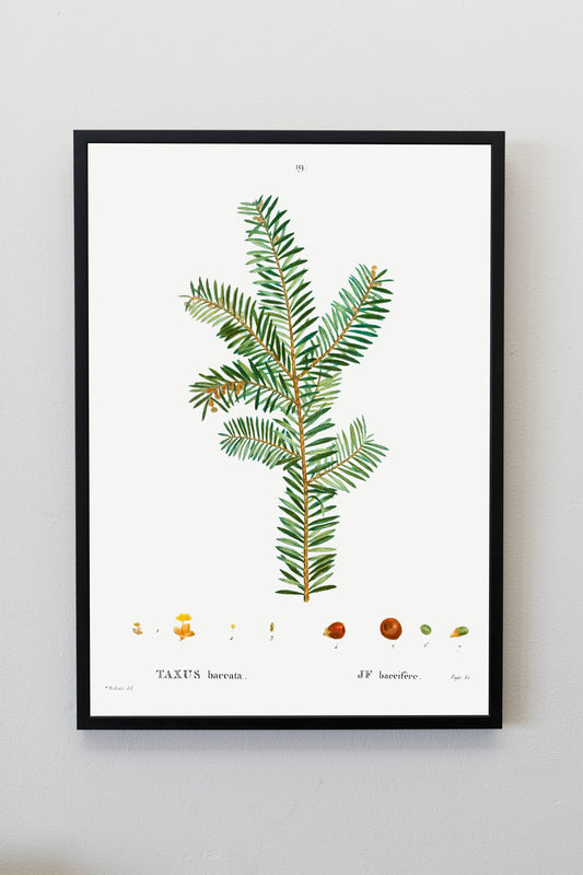 English Yew (Taxus baccata) Tree Illustration Poster Print Wall Hanging Decor A4 A3 A2