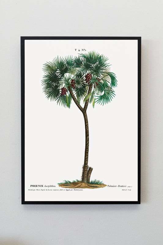 Date palm (Phoenix dactylifera) Tree Illustration Poster Print Wall Hanging Decor A4 A3 A2