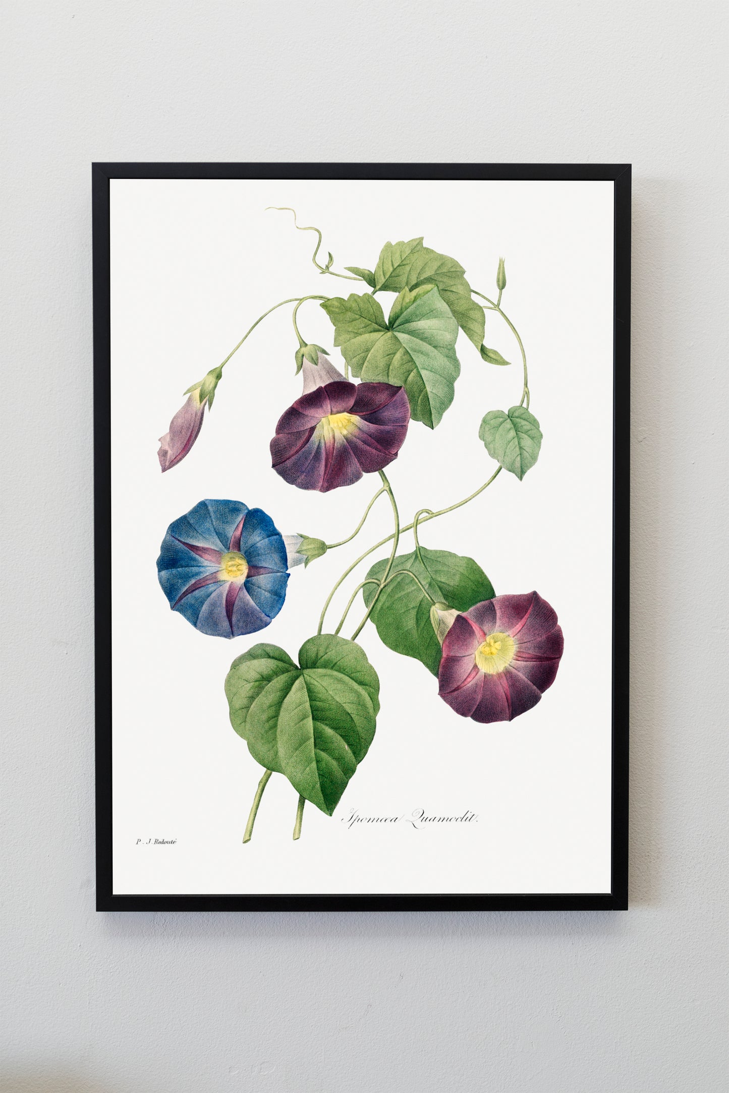 Auricula Flower Poster Illustration Print Wall Hanging Decor