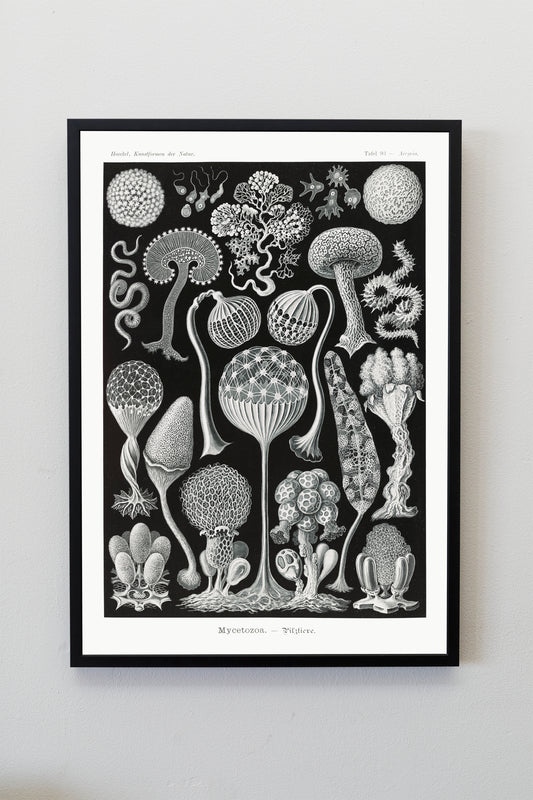 Mushrooms fungi vintage illustration Poster Wall Hanging Decor