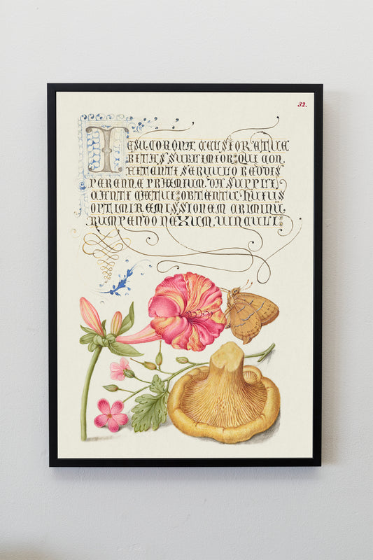 Calligraphy (1561–1596) by Georg Bocskay and Joris Hoefnagel Mushroom Fungi illustration Art vintage illustration Poster Wall Hanging Decor