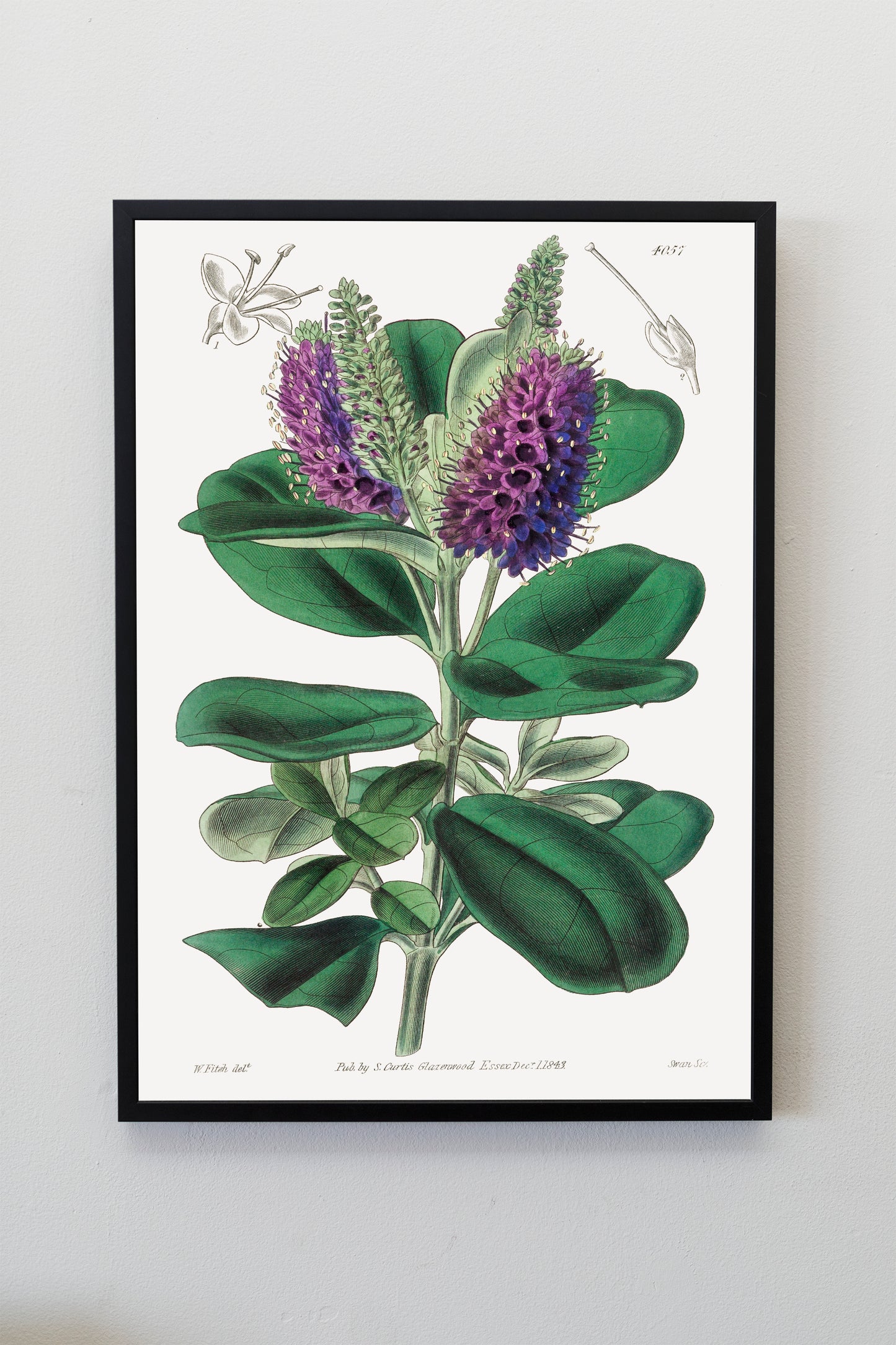 Veronica Speciosa Plant Flower Poster Illustration Print Wall Hanging Decor