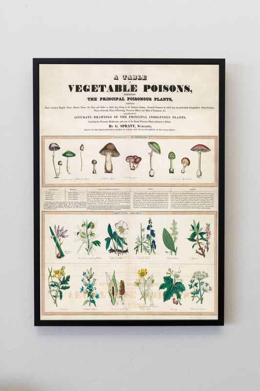 Poisonous mushrooms: Irritating poisons flowers indigenous plants vintage illustration chart Poster Wall Hanging Decor