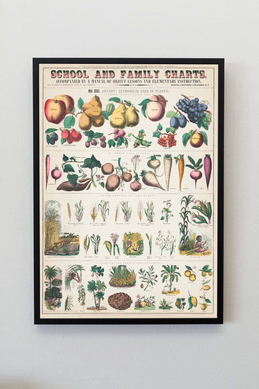 School and family charts botanical economical uses of plants Vintage fruits vegetables flowers illustration plants Poster Wall Hanging Decor