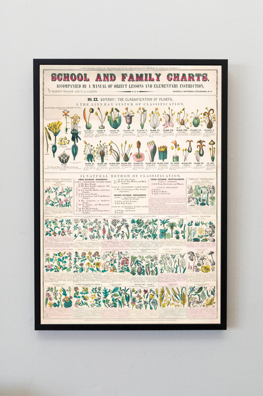 Botanical school and family chart forms of leaves, stems, roots, and flowers; botany; the classification of plants Poster Wall Hanging Decor