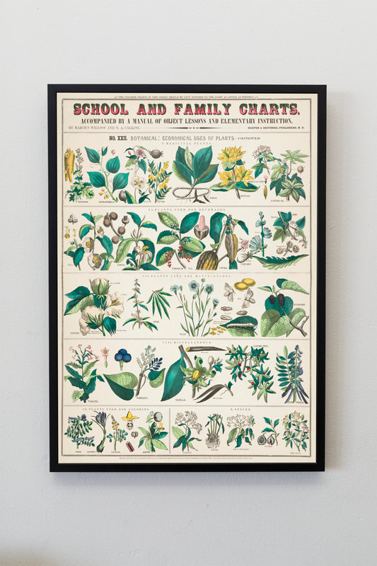 School and family charts, Botanical: economical uses of plants herbs flowers roots stems  vintage illustration Poster Wall Hanging Decor