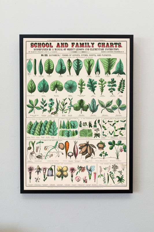 Botanical school and family chart forms of leaves, stems, roots, flowers; botany; the classification of plants Poster Wall Hanging Decor