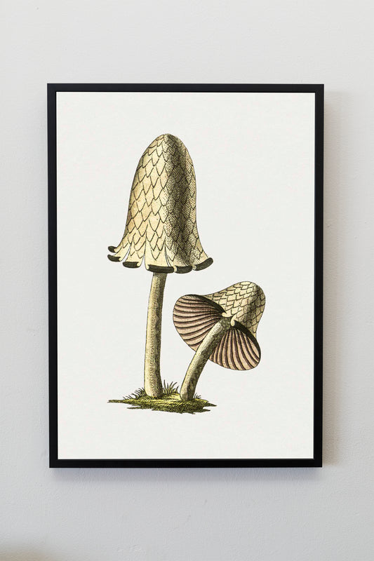 Vintage inky cap edible mushroom fungi nature botanics botanical art vintage illustration Poster Wall Hanging Decor