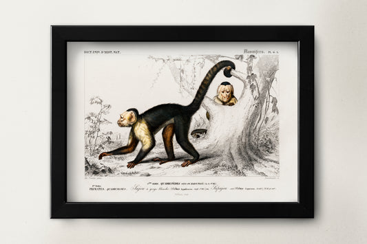 Monkey Primate Vintage Illustration Poster Wall Hanging Decor