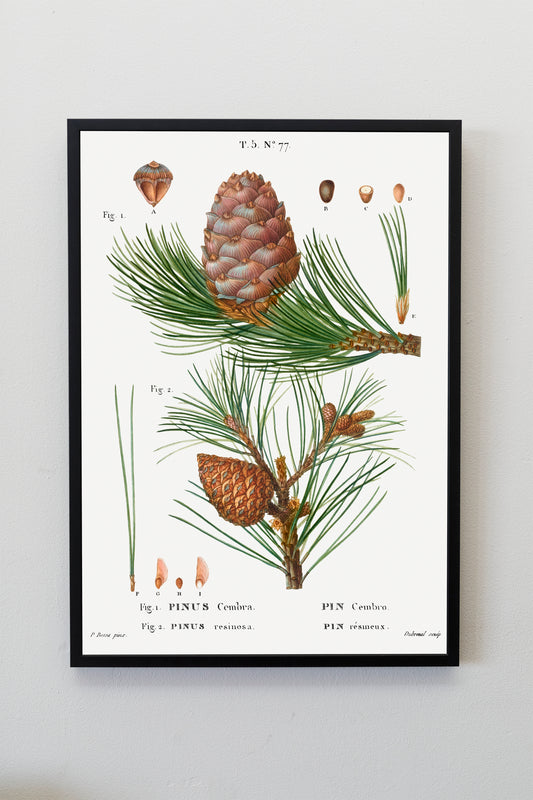 Swiss Pine Illustration Poster Print Wall Hanging Decor A4 A3 A2