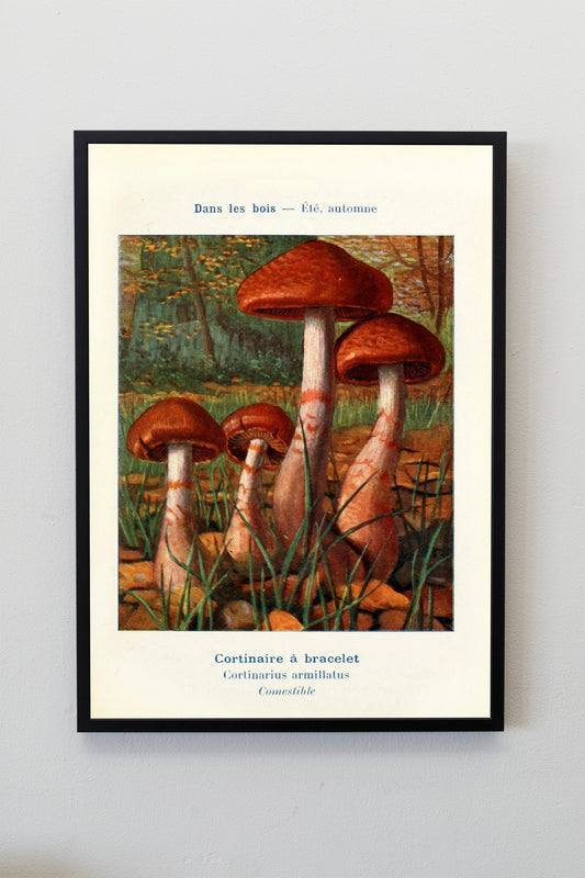 Vintage Mushroom fungi Poster Antique Art Verticle Wall Hanging Decor