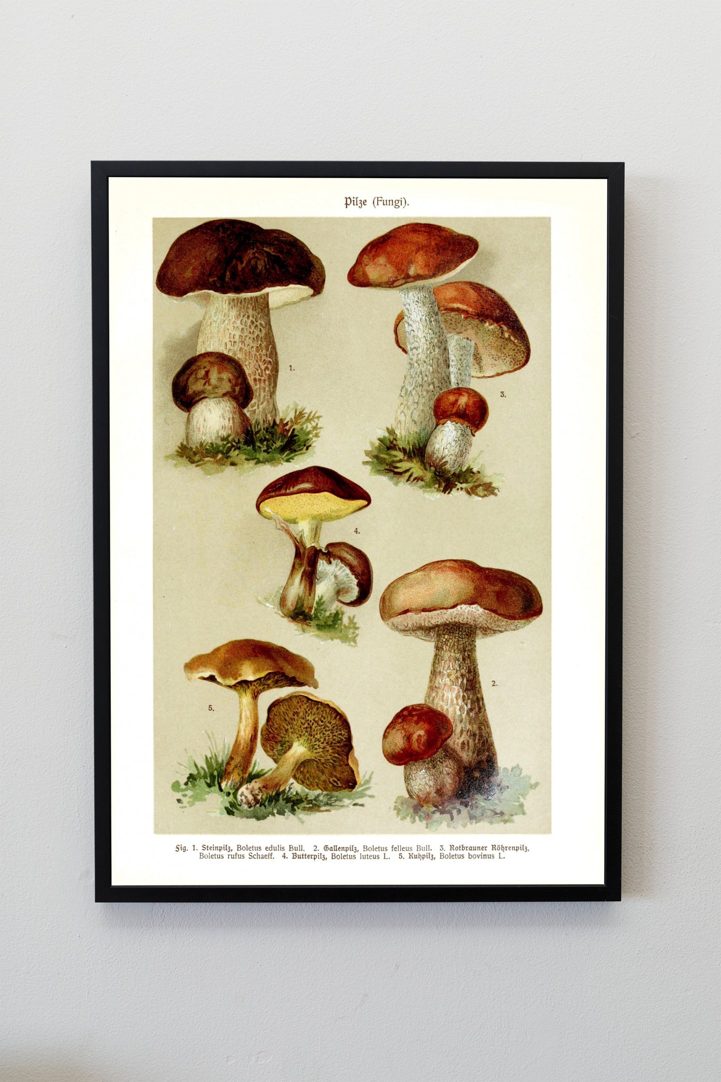 Classic Mushroom Fungi Poster Vintage Art Verticle Wall Hanging Decor A4 A3 A2
