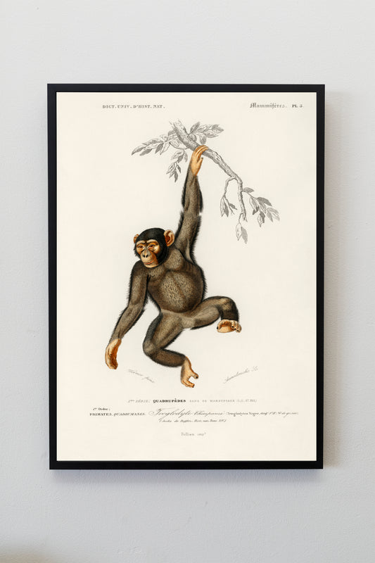 Chimpanzee Monkey Poster Print Wall Hanging Decor