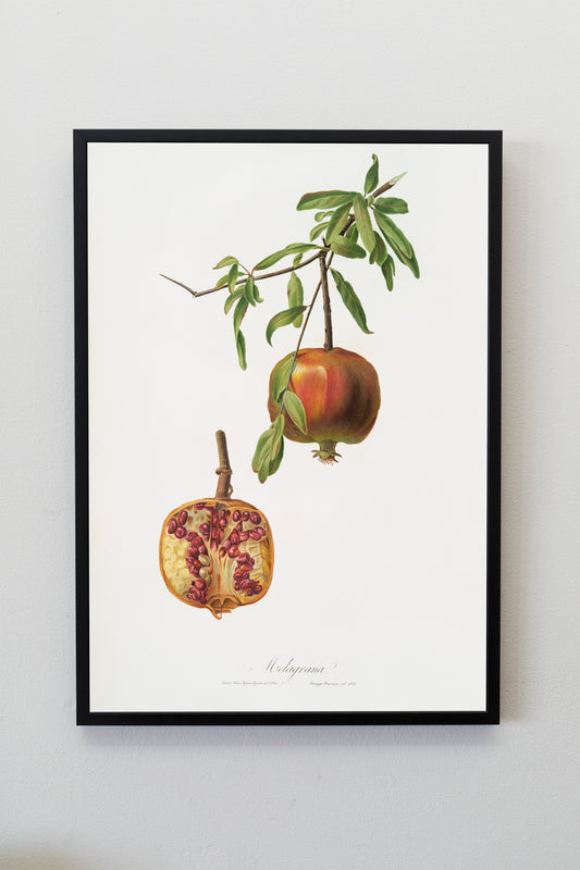 Vintage Pomegranate Illustration Poster Print Wall Hanging Decor A4 A3 A2