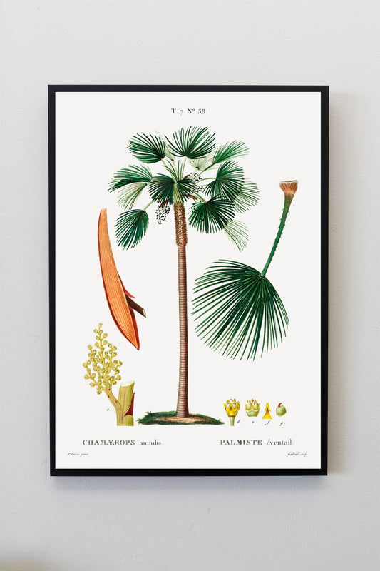 Palm Tree Art Print | Botanical Print | Tropical Wall Art | Botanical Art Poster | Palm Leaves Illustration | Palm Tree Home Décor